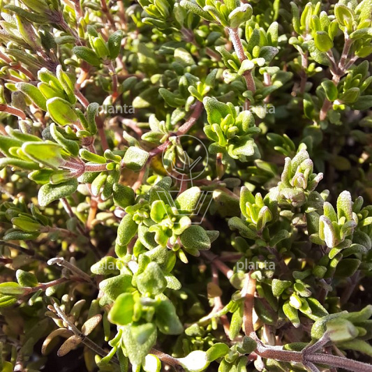 Thymus vulgaris 'Compactus'