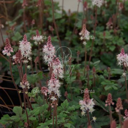 Tiarella 'Pink Skyrocket'