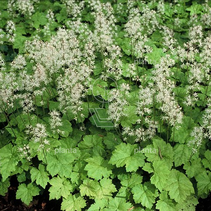 Tiarella cordifolia