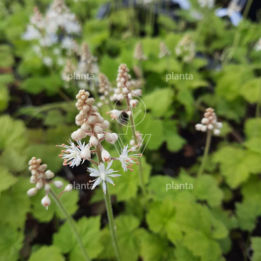 Tiarella cordifolia