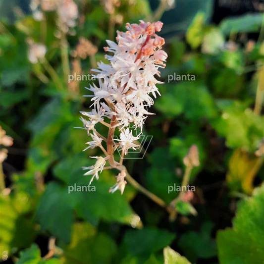 Tiarella wherryi