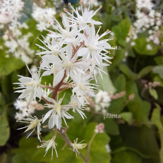 Tiarella wherryi