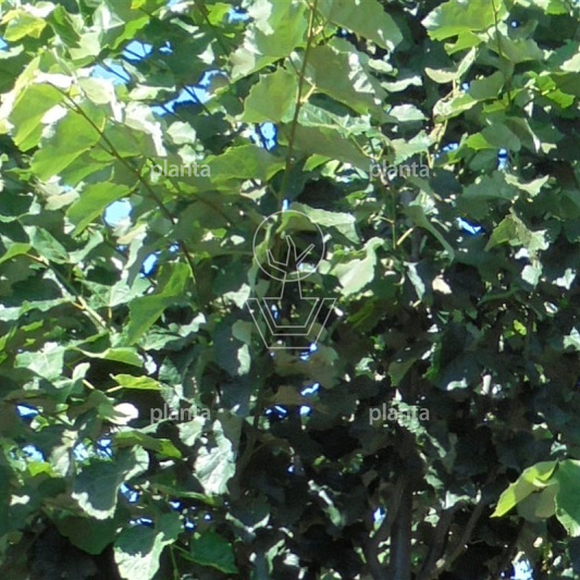 Tilia tomentosa 'Brabant'
