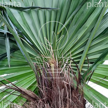 Trachycarpus fortunei
