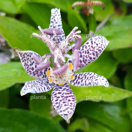 Tricyrtis hirta