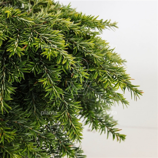 Tsuga canadensis 'Jeddeloh'