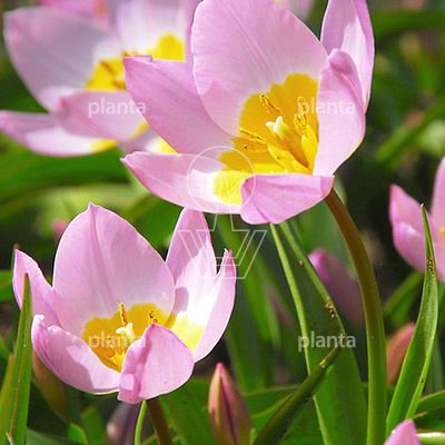 Tulipa bakeri 'Lilac Wonder'