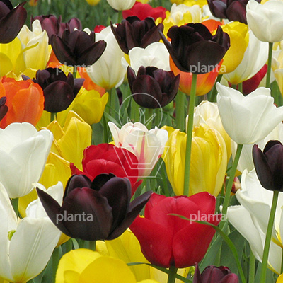 Tulipa 'Triumph Mix'