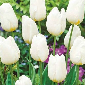 Tulipa 'Triumph Wit'