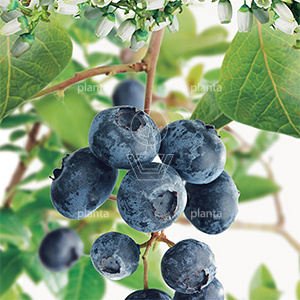 50 tot 60 cm hoog, pot 2 liter