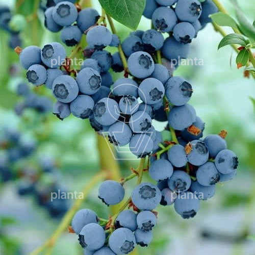 Vaccinium corymbosum 'Goldtraube 71'