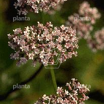 Valeriana officinalis