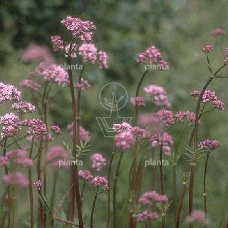 Valeriana officinalis