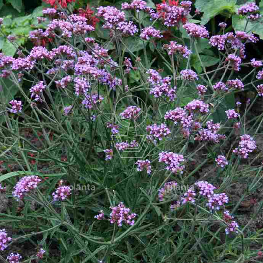 Verbena bonariensis 'Lollipop'
