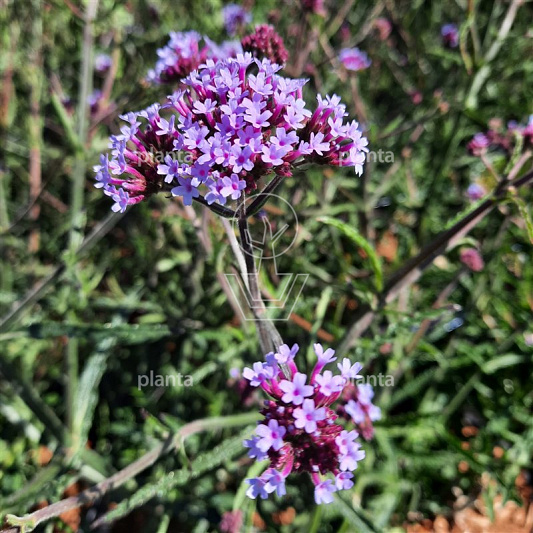 Verbena bonariensis 'Lollipop'