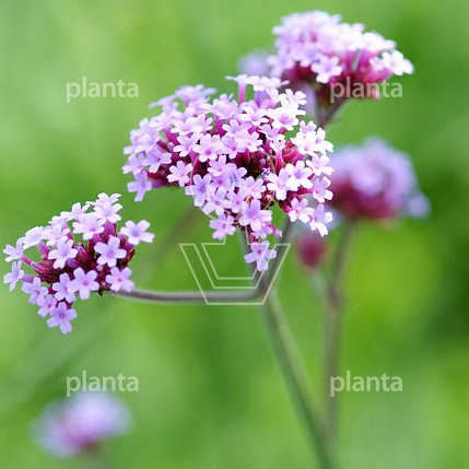 Verbena bonariensis