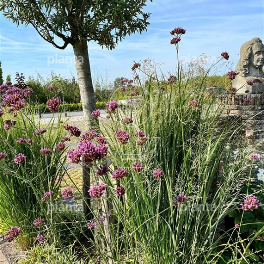 Verbena bonariensis