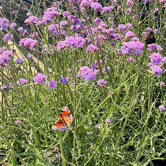 Verbena bonariensis
