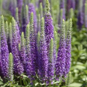 Veronica spicata 'Ulster Dwarf Blue'