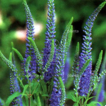 Veronica longifolia 'Blauriesin'