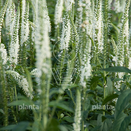 Veronica longifolia 'Schneeriesin'