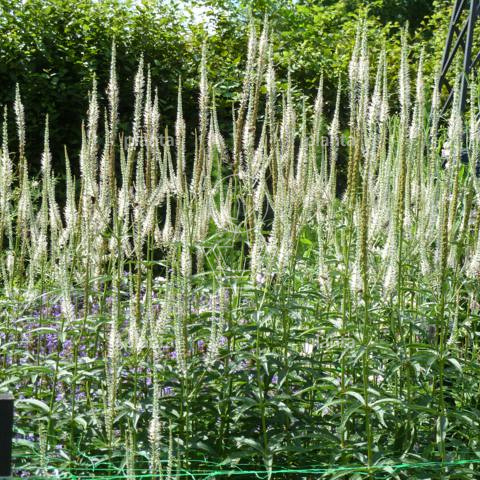 Veronicastrum virginicum 'Albiflorum