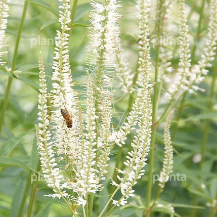 Veronicastrum virginicum 'Album'