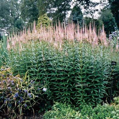 Veronicastrum virginicum 'Pink Glow'