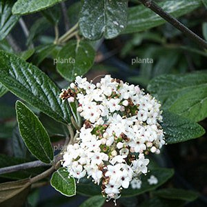 Viburnum 'Pragense'