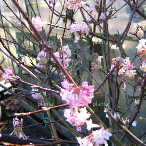 Viburnum bodnantense 'Charles Lamont'