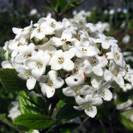 Viburnum burkwoodii 'Anne Russell'
