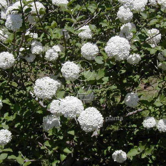 Viburnum carlcephalum