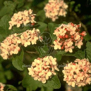 Viburnum carlesii