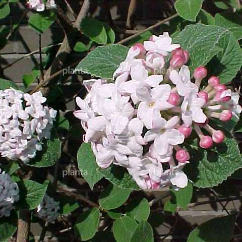 Viburnum carlesii 'Aurora'
