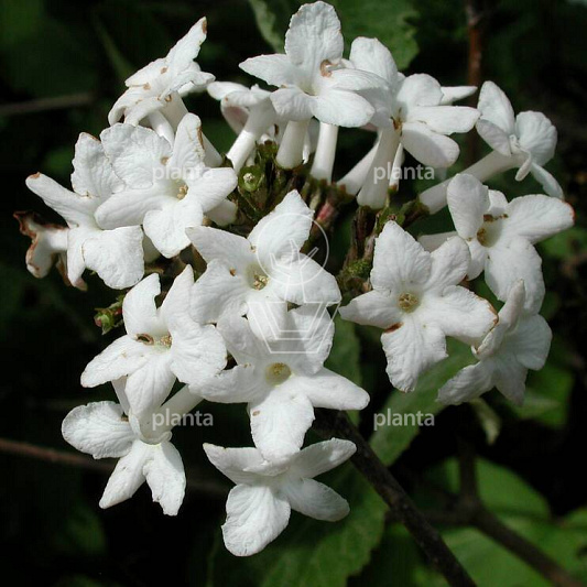 Viburnum carlesii 'Juddii'