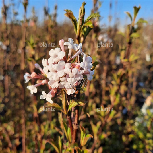 Viburnum farreri 'December Dwarf'