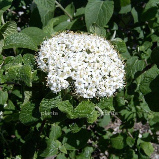 Viburnum lantana