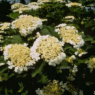 Viburnum opulus