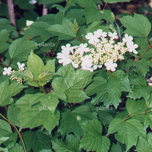 Viburnum opulus