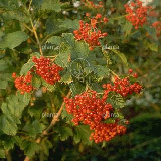 Viburnum opulus 'Compactum'