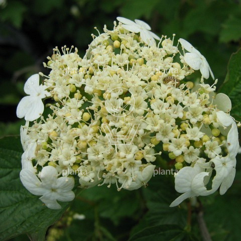 Viburnum opulus 'Compactum'