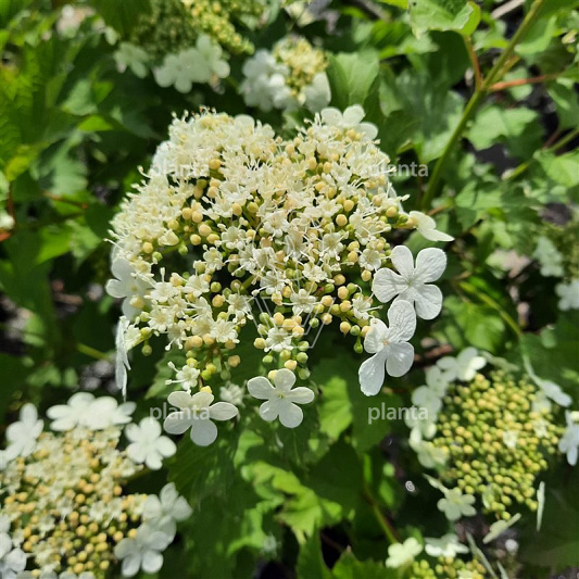 Viburnum opulus 'Compactum'