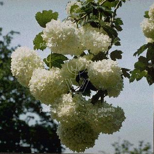 Viburnum opulus 'Roseum'
