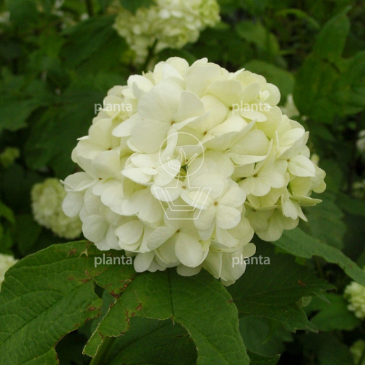Viburnum opulus 'Roseum'