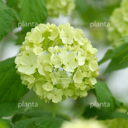 Viburnum opulus 'Roseum'