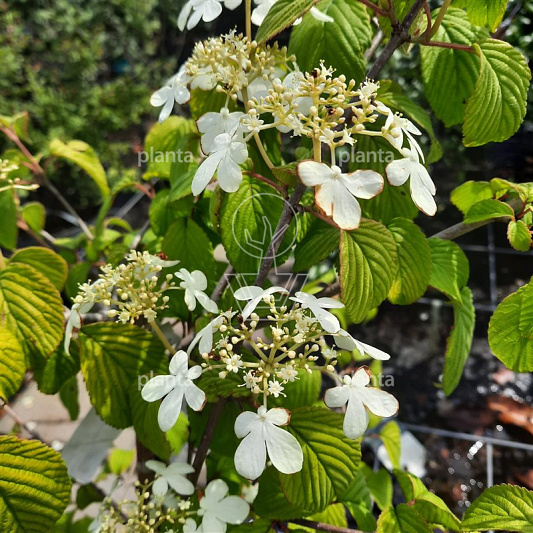 Viburnum plicatum 'Kilimanjaro'
