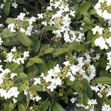 Viburnum plicatum 'Watanabe'