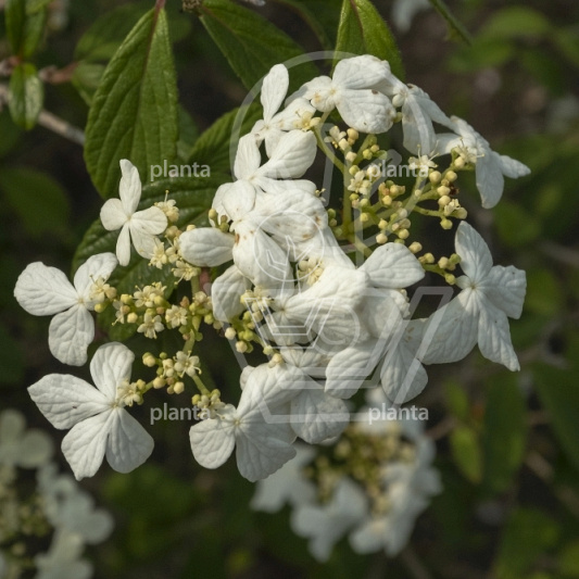 Viburnum plicatum 'Watanabe'