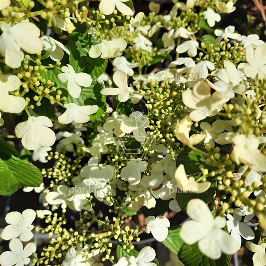 Viburnum plicatum 'Watanabe'