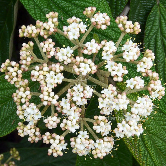 Viburnum rhytidophyllum